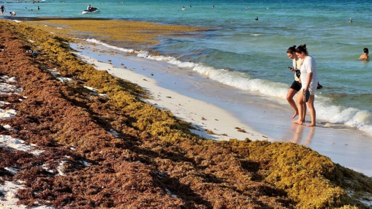 Medio Ambiente inicia operativo contra el sargazo en playas de la región Este